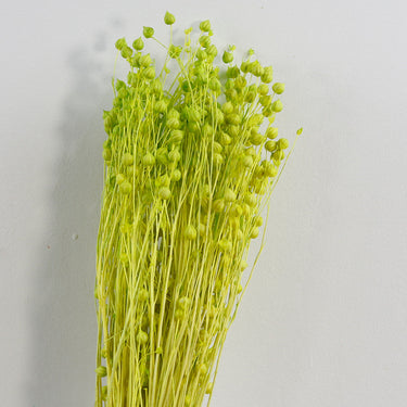 green preserved flax (linum)