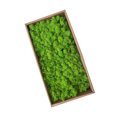 green preserved moss