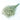 green stems with white flower heads limonium