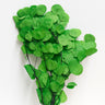 Eucalyptus Cinerea, Green, Preserved