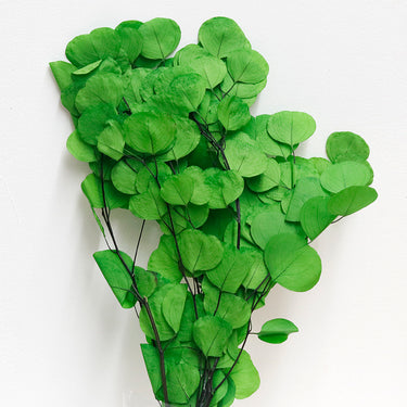 Eucalyptus Cinerea, Green, Preserved