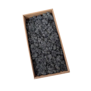 grey preserved moss
