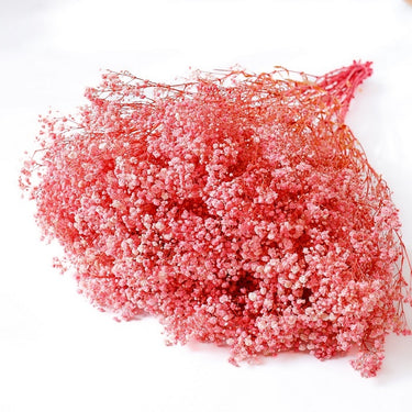 gypsophila pink