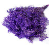 gypsophila purple