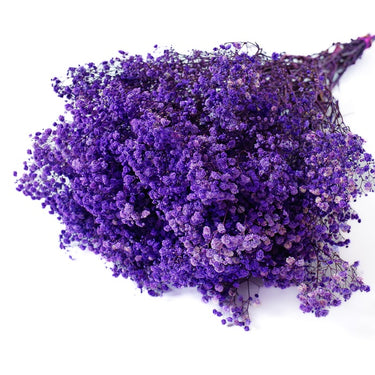gypsophila purple