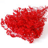 gypsophila red