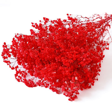 gypsophila red