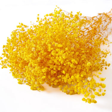 gypsophila yellow