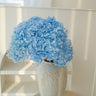 hydrangea blue