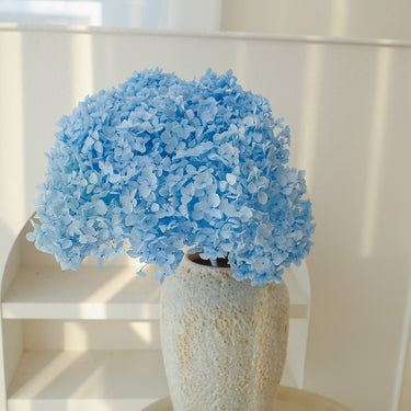 hydrangea blue