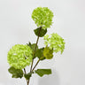 hydrangea green
