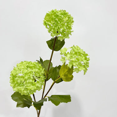 hydrangea green