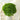 hydrangea green