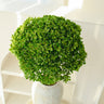 hydrangea green