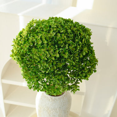 hydrangea green