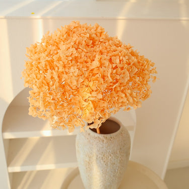 hydrangea orange