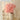 hydrangea pink
