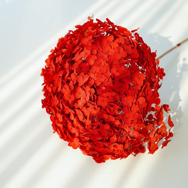 hydrangea red
