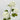 hydrangea white