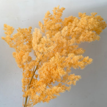 light orange asparagus fern