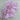 lilac ming asparagus