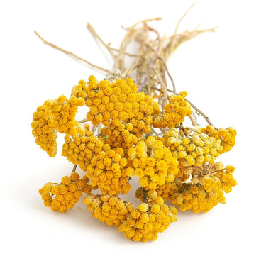 lona, dried, natural yellow