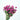 magenta dried roses