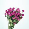 magenta dried roses