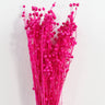 magenta preserved flax (linum)