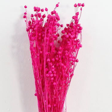magenta preserved flax (linum)