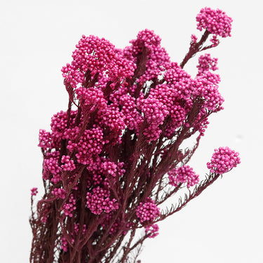 rice flower, preserved, magenta, 60cm