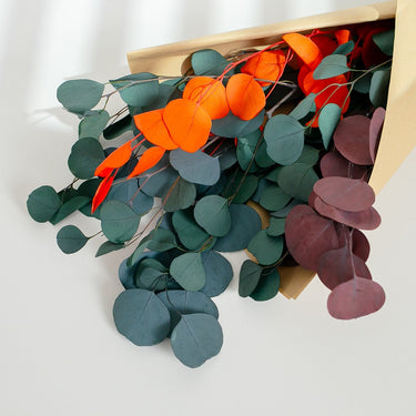 mixed colour eucalyptus cinerea