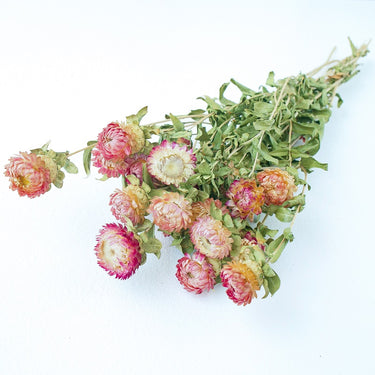natural pink helichrysum