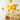 dried craspedia globosa benth, yellow bunch, 20 stems