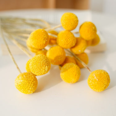 dried craspedia globosa benth, yellow bunch, 20 stems