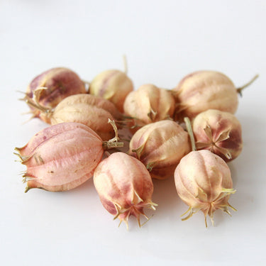 dried fruit nigella pod, natural green, 30 heads
