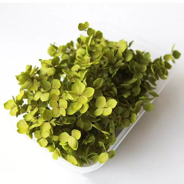preserved hydrangea petal, olive green, 8g