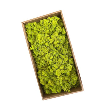 oliver green preserved moss