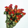 orange dried roses