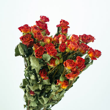 orange dried roses