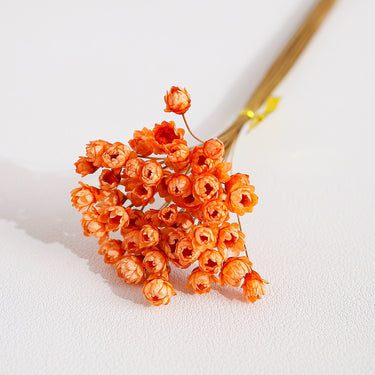 orange glixia flower
