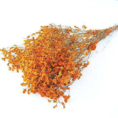 orange limonium