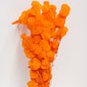 Eucalyptus Cinerea, Orange , Preserved