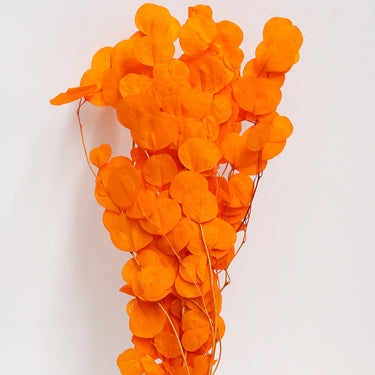 Eucalyptus Cinerea, Orange , Preserved