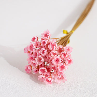 pink glixia flower