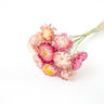 pink helichrysum