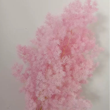 pink ming asparagus