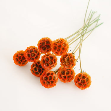 preserved drumstick scabiosa dark orange