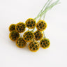 preserved drumstick scabiosa golden green