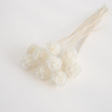 preserved drumstick scabiosa white